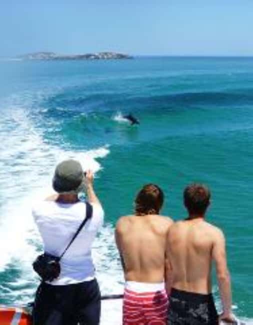 Perth: Dolphin, Sealion & Wildlife Cruise with Lunch - Sea lions at Seal Island