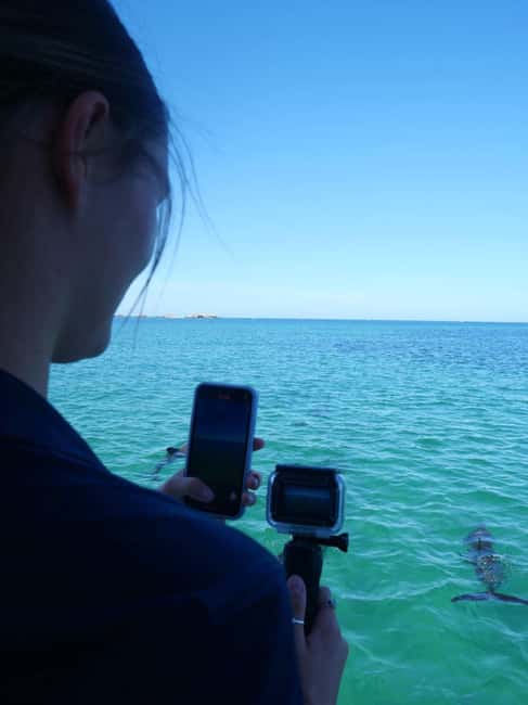 Perth: Dolphin, Sealion & Wildlife Cruise with Lunch - What lunch at Pengo’s Cafe adds