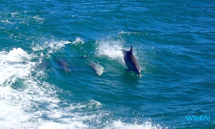 Perth: Dolphin, Sealion & Wildlife Cruise with Lunch - Is $53 good value?