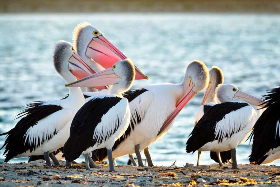 Perth: Dolphin, Sealion & Wildlife Cruise with Lunch - Who should choose this wildlife cruise?