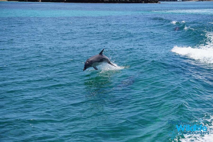 Perth: Dolphin, Sealion & Wildlife Cruise with Lunch - Starting at the Penguin Island Visitor Center