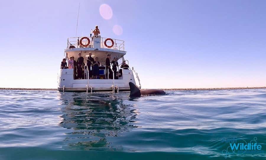 Perth: Swim with Wild Dolphins Tour - Key things to know before you book