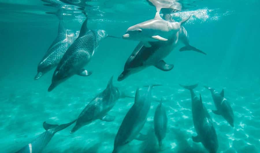 Perth: Swim with Wild Dolphins Tour - Why Rockingham makes a good dolphin base