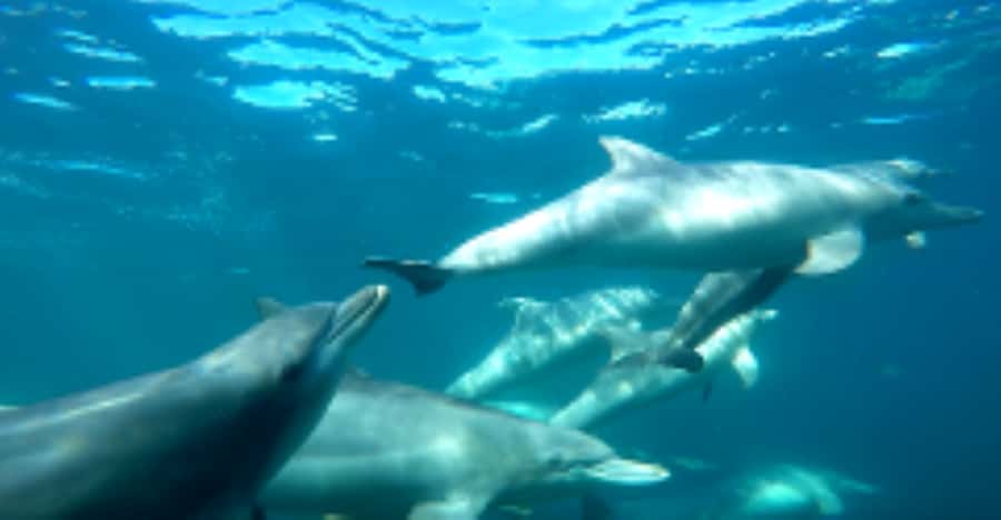 Perth: Swim with Wild Dolphins Tour - Getting aboard the custom-built dolphin boat