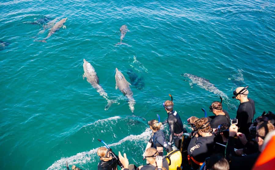 Perth: Swim with Wild Dolphins Tour - Searching the bays and islands for dolphins
