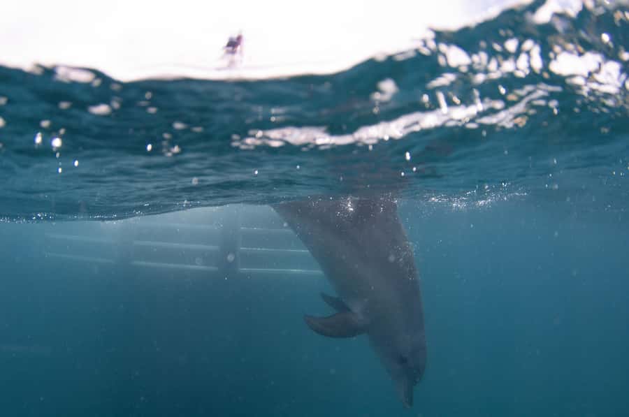 Perth: Swim with Wild Dolphins Tour - What the guides add beyond safety