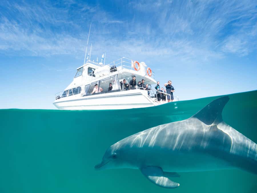 Perth: Swim with Wild Dolphins Tour - The 7:50 AM start at the yacht club jetty