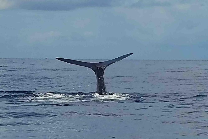 PH Whale Watch & Dolphin Cruise in Dominica - Key points to know before you go