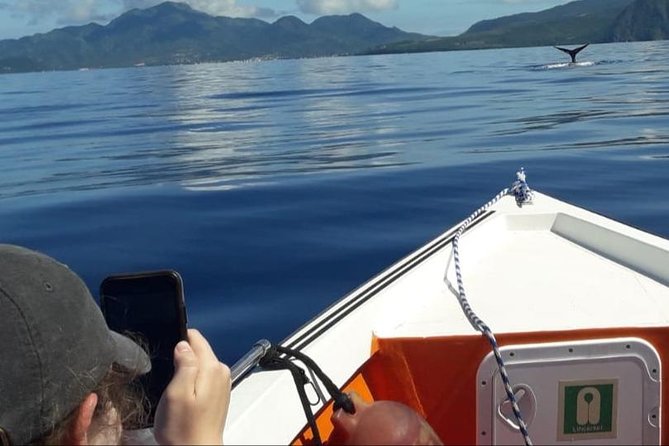 PH Whale Watch & Dolphin Cruise in Dominica - A small boat with a big advantage