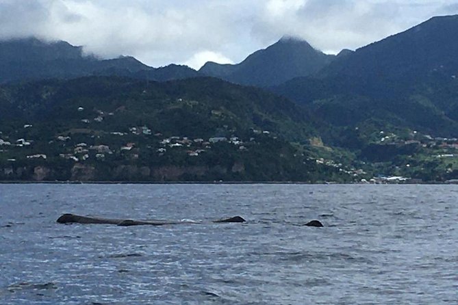 PH Whale Watch & Dolphin Cruise in Dominica - Guides who make the search worthwhile