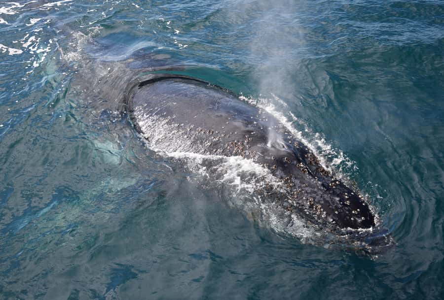 Philip Island: Dolphin and Whale Cruise - Crew, Commentary, and the Wildlife Approach