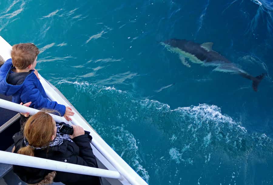 Philip Island: Dolphin and Whale Cruise - Who Will Enjoy This Phillip Island Cruise?