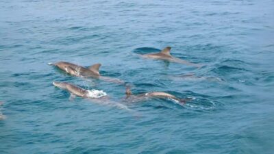 Phuket: Raya Island, Maithon Island, & Dolphin Spotting Tour
