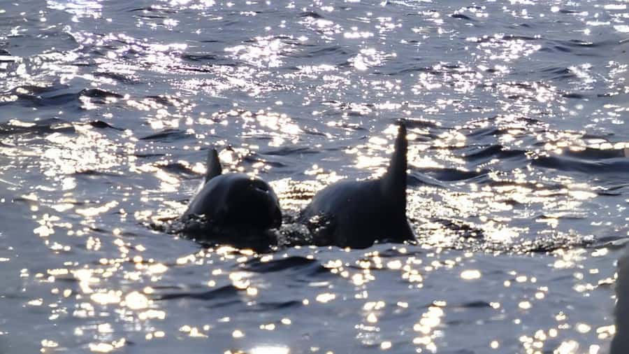 Phuket: Raya Island, Maithon Island, & Dolphin Spotting Tour - Raya Yai Island: lunch and a second swim