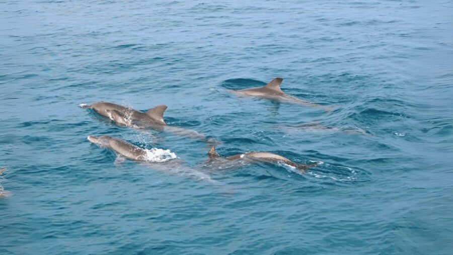 Phuket: Raya Island, Maithon Island, & Dolphin Spotting Tour - The return to Phuket