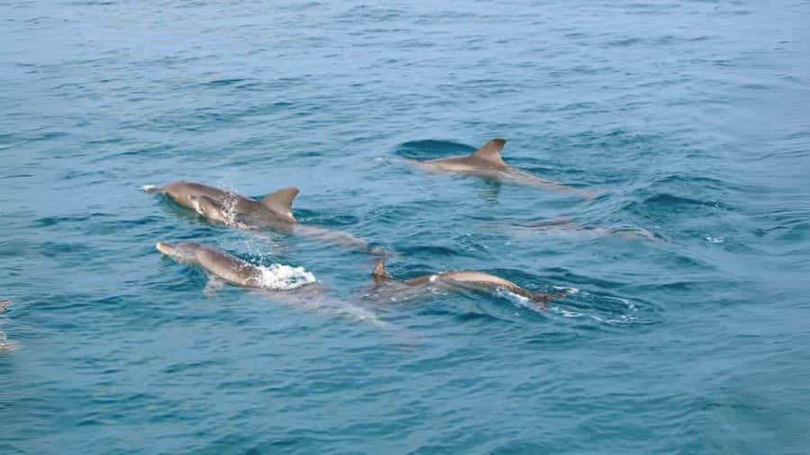 Phuket: Raya Island, Maithon Island, & Dolphin Spotting Tour - Hotel pickup and the run to the pier