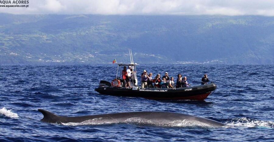 Pico Island: Azores Whale & Dolphin Watching on Zodiac Boat - Setting out from Lajes do Pico harbor