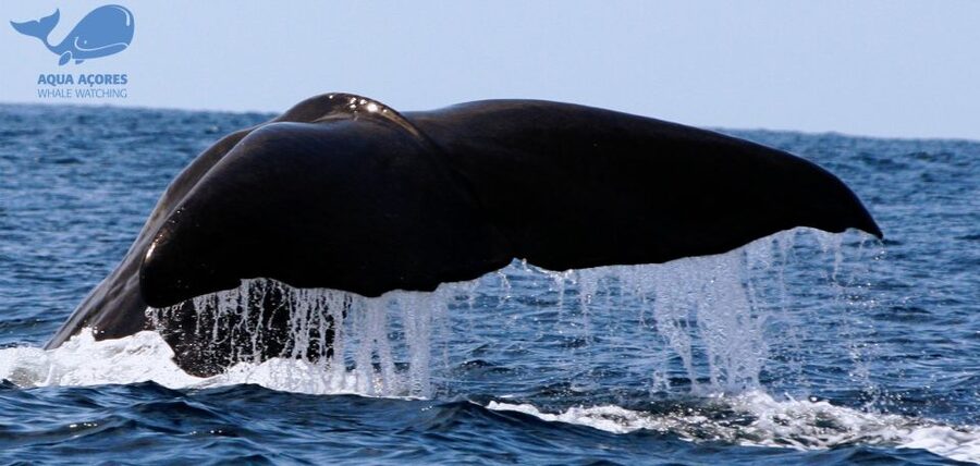 Pico Island: Azores Whale & Dolphin Watching on Zodiac Boat - Searching for more than whales