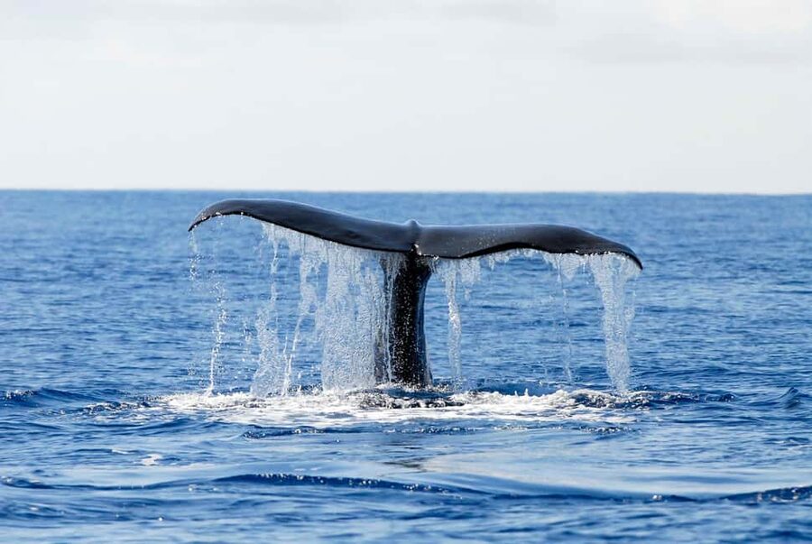 Pico Island: Azores Whale & Dolphin Watching on Zodiac Boat - How the weather changes the experience