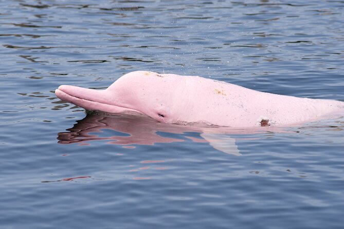 Pink Dolphin and Pig Island Snorkeling Tour from Koh Samui - Key points before you book