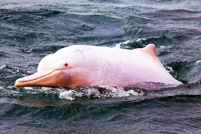 Pink Dolphin Spotting & Pig Island Speedboat Tour From Koh Samui - What this Koh Samui tour is really about
