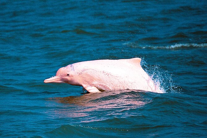 Pink Dolphin Spotting & Pig Island Speedboat Tour From Koh Samui - Searching for dolphins near Khanom