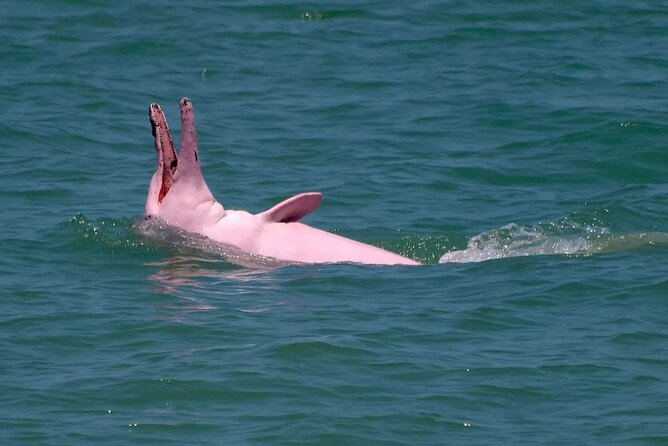 Pink Dolphin Spotting & Pig Island Speedboat Tour From Koh Samui - Lunch and swimming on the mainland beach