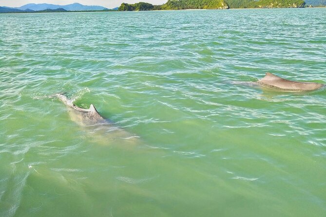 Pink Dolphin Spotting & Pig Island Speedboat Tour From Koh Samui - Snorkeling at Koh Tan