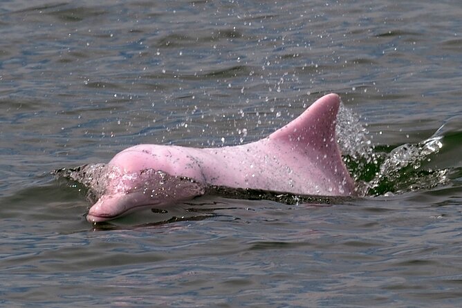Pink Dolphin Spotting & Pig Island Speedboat Tour From Koh Samui - Meeting the pigs at Koh Madsum