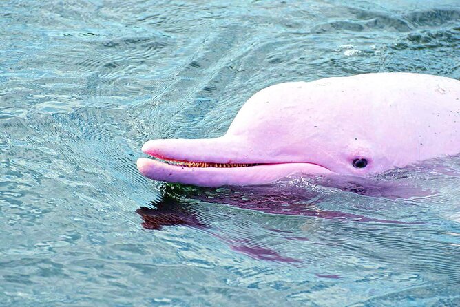 Pink Dolphin Spotting & Pig Island Speedboat Tour From Koh Samui - How the crew affects the day