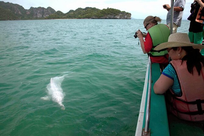 Pink Dolphin Spotting & Pig Island Speedboat Tour From Koh Samui - Price, inclusions, and practical value