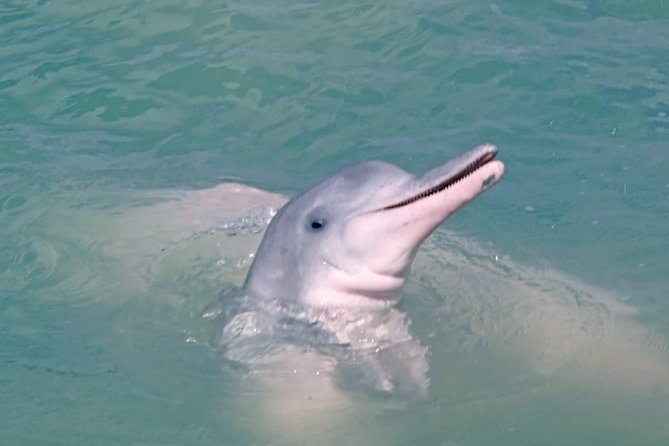 Pink Dolphin Spotting & Pig Island Speedboat Tour From Koh Samui - The early transfer and speedboat ride