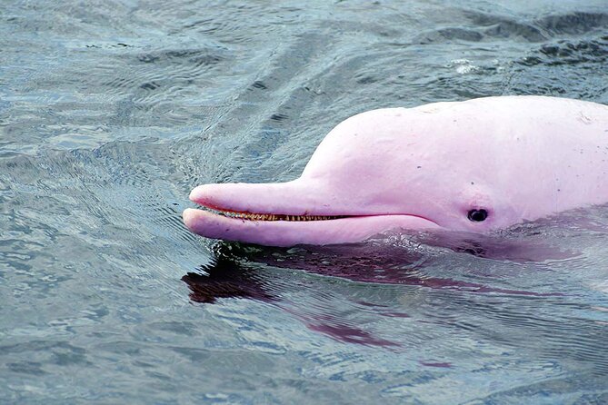 Pink Dolphin Spotting & Snorkelling Day Tour At Pigs Island - A seven-hour Gulf of Thailand outing for $56
