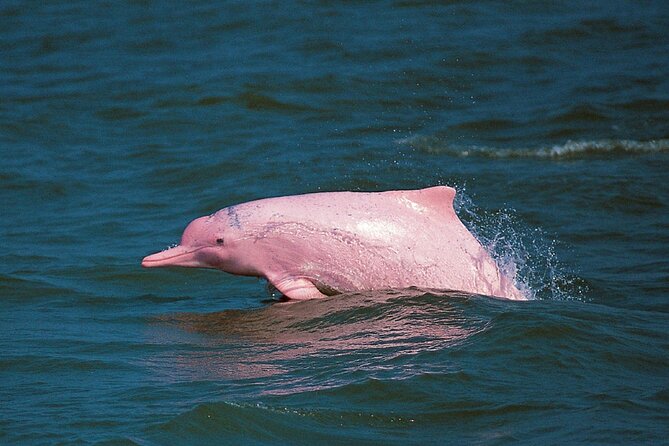 Pink Dolphin Spotting & Snorkelling Day Tour At Pigs Island - Watching for pink dolphins at Khanom Beach