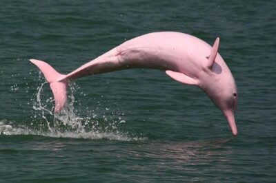Pink Dolphin Spotting & Snorkelling Day Tour At Pigs Island