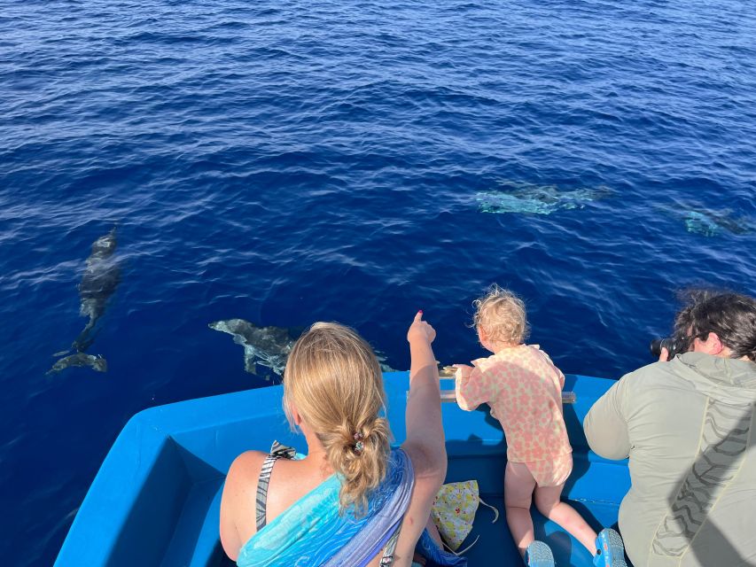 Pizzo: Fishing, Snorkeling, Dolphin Watching - Searching for dolphins in open water