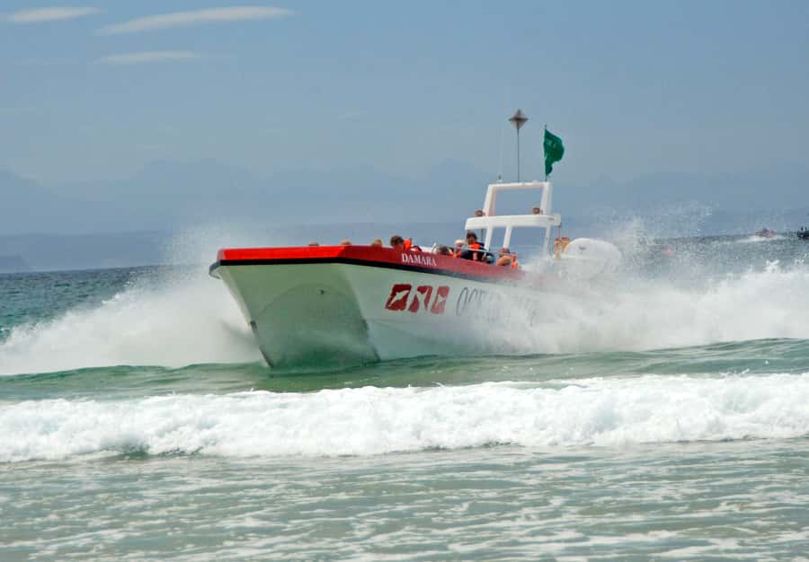 Plettenberg Bay: Dolphin and Marine Boat Tour - Key points to know before you book