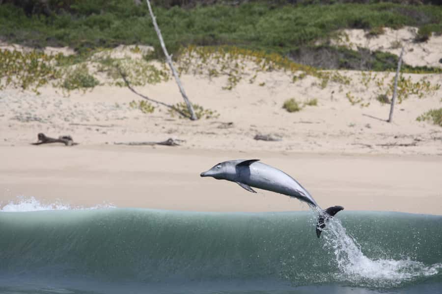 Plettenberg Bay: Dolphin and Marine Boat Tour - Who should book this boat tour?