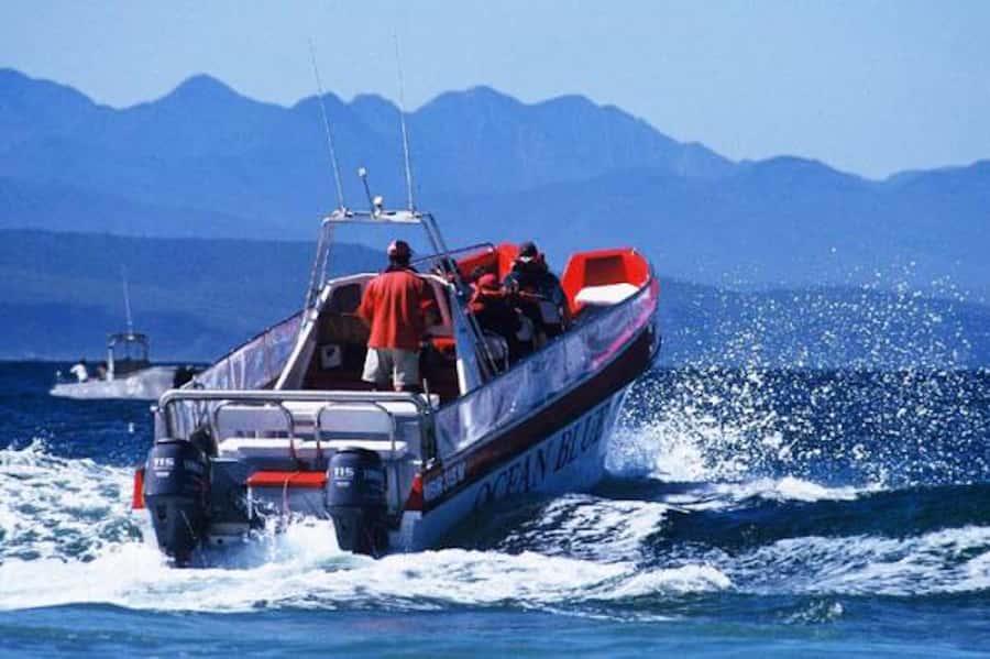 Plettenberg Bay: Dolphin and Marine Boat Tour - Starting at Ocean Blue Adventures in Plettenberg Bay