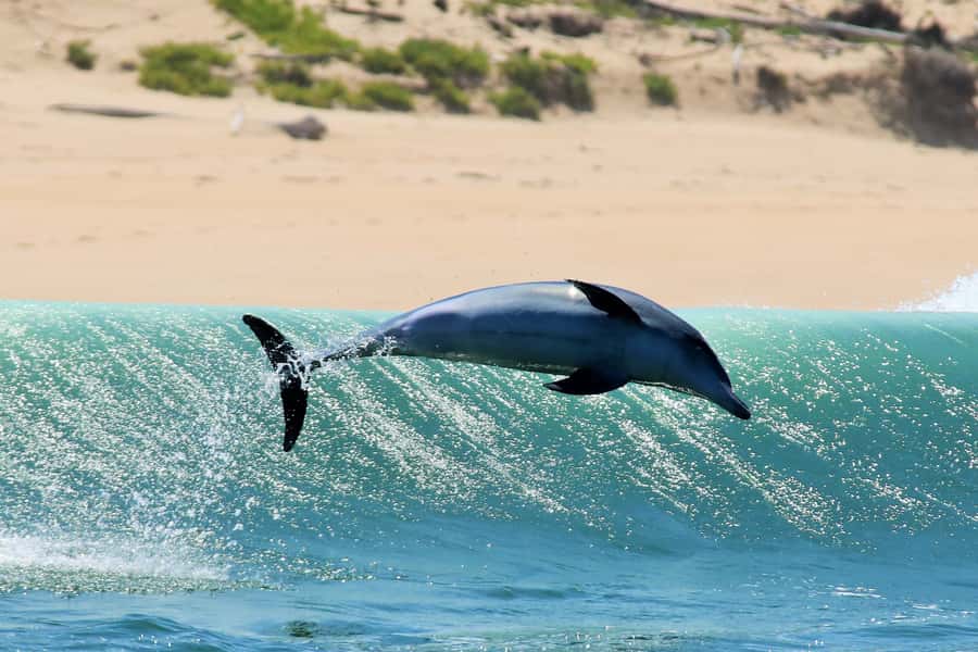 Plettenberg Bay: Dolphin and Marine Boat Tour - Crossing the bay toward Arch Rock