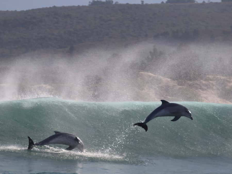 Plettenberg Bay: Dolphin and Marine Boat Tour - The wild side of Robberg Peninsula