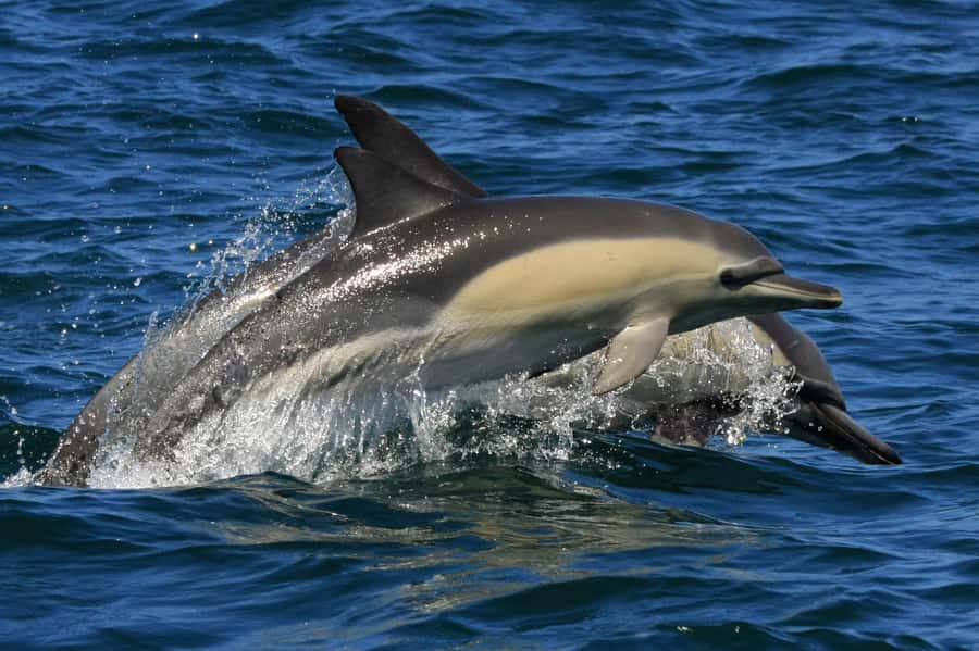 Plettenberg Bay: Dolphin and Marine Boat Tour - Seeing Robberg from the sheltered side