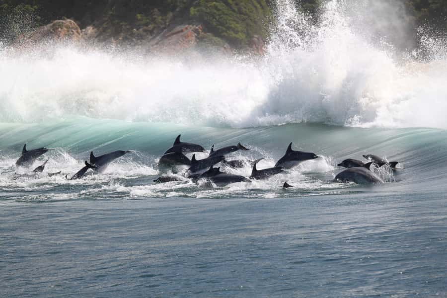 Plettenberg Bay: Dolphin and Marine Boat Tour - Robberg Beach, Beacon Island, and the final landing