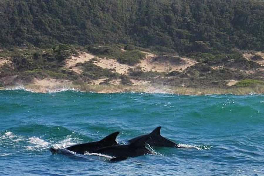 Plettenberg Bay: Dolphin and Marine Boat Tour - What $46 gets you
