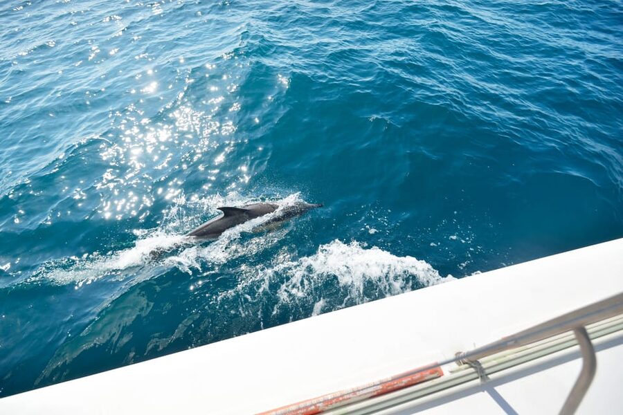 Pollença: Dolphin Watching Boat Excursion - Watching the sky open over Pollença Bay