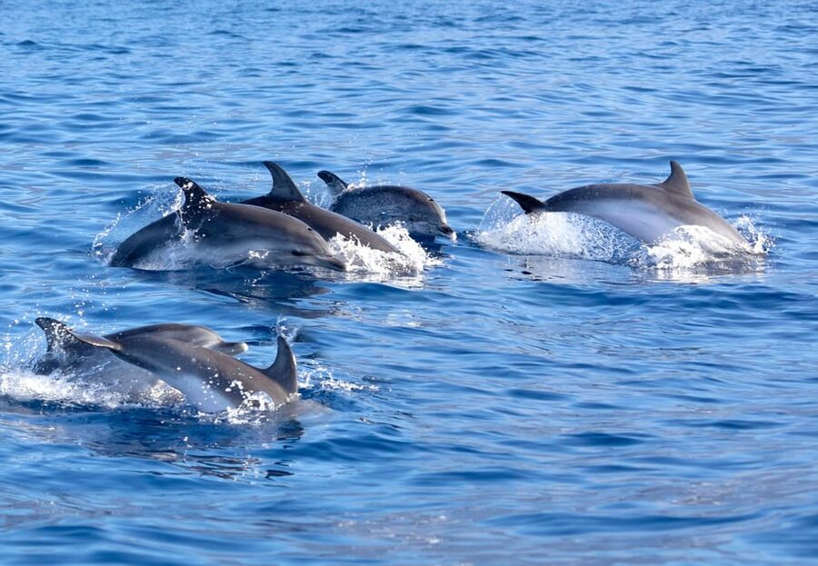 Pollença: Dolphin Watching Boat Excursion - Is the $63 price good value?