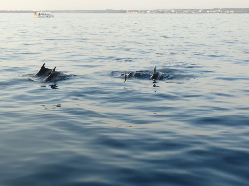Poreč: Dolphin Spotting Cruise with Included Drinks - Setting Out From Poreč Port on Fjera