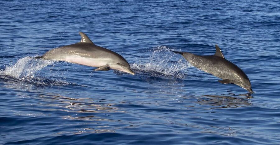 Poreč: Dolphin Spotting Cruise with Included Drinks - Dolphin Spotting Without False Promises