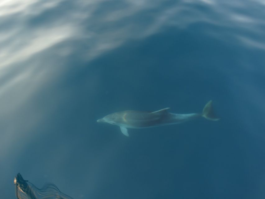 Poreč: Dolphin Spotting Cruise with Included Drinks - Why the Wooden Boat Matters