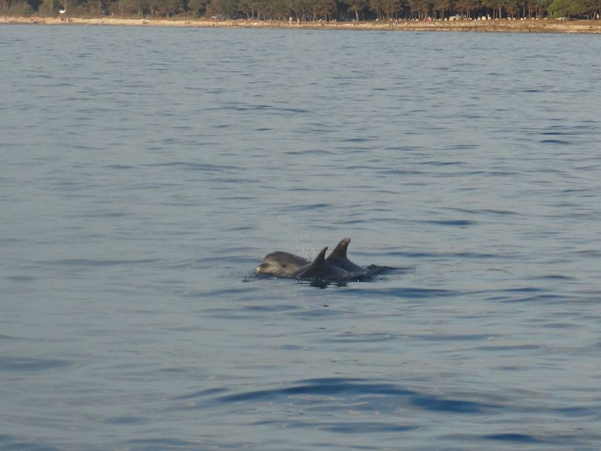 Poreč: Dolphin Spotting Cruise with Included Drinks - Is $35 a Fair Price?